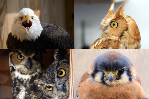 Birds
