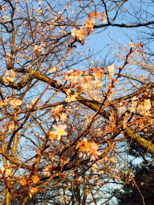 Cherry spring