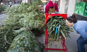 Christmas Trees