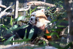 Red panda