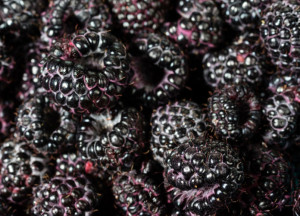 BLACK RASPBERRIES