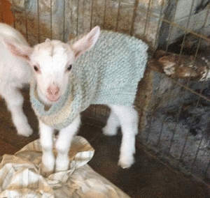 Babygoat