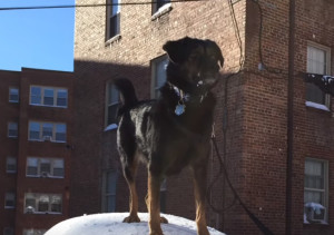 Grace the Dog