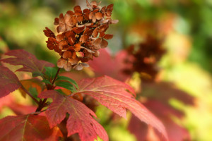 Oakleaf