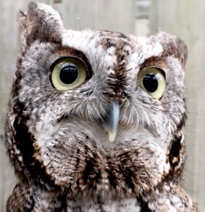 Owl