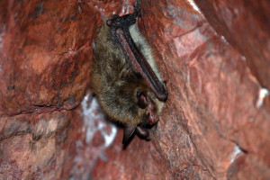 Northern Long Eared Bat