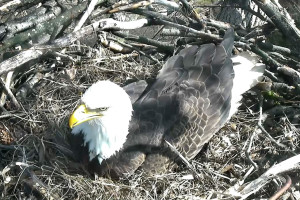 EAGLE 1045a
