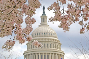 Cherry Trees In Bloom In Washington DC