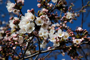 Long, Cold Winter Delays Start Of DC Cherry Blossom Season