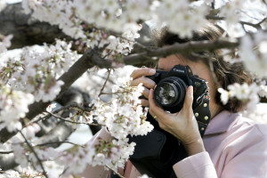 Cherry Blossoms Bloom in Nations Capitol