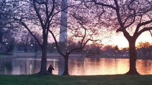 CHERRY BLOSSOMS