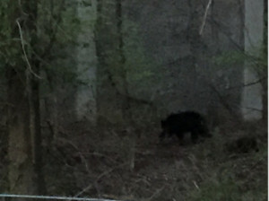 032416 bear bowling green dr img