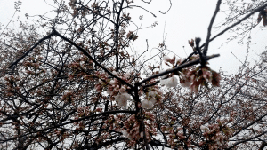 Cherry blossoms Allison Keyes