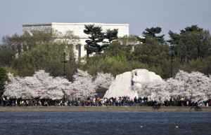 Cherry Blossoms