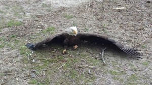Dagsboro Eagle