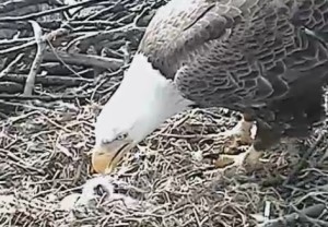 Eaglet screen grab