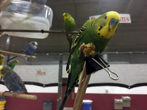 Pet expo