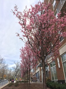 Trees bloom