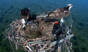 Osprey Cam