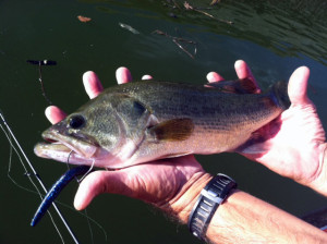 Bass fish Michelle basch