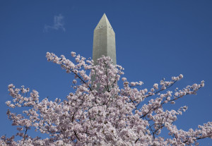 Cherry Blossoms