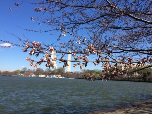 Cherryblossom2016