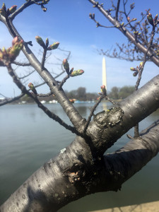Cherry tree
