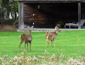 Hamptons Deer Debate