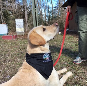 Dog1