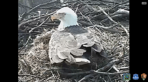 Eagle