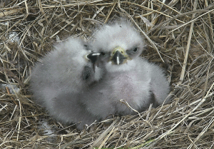 Eaglets2
