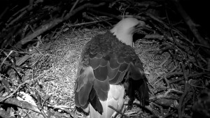 Photo 1 eagle