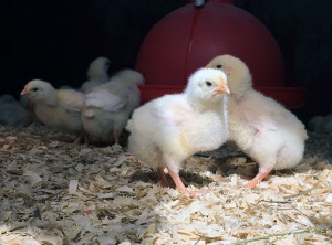 Rockland farms