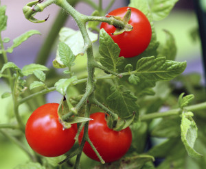 Tomato Plants