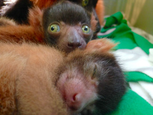 Baby Lemur