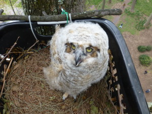 GREAT HORNED OWL BABY