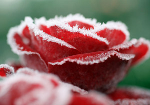 Early Morning Frost In Knutsford As Temperatures Fall Around The UK