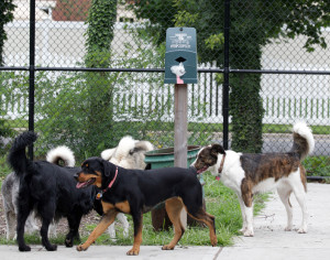 Dog Park Action