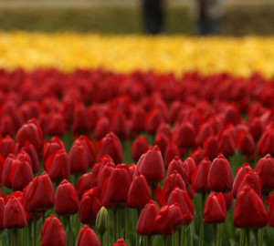 TULIPS