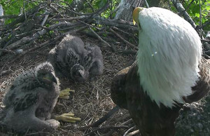 Eaglets