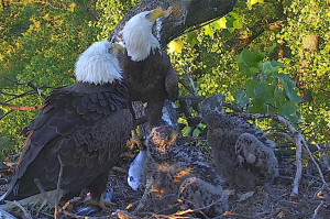 Eaglets