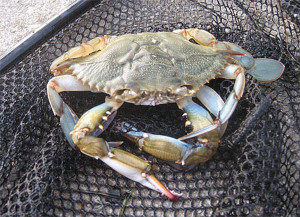 Maryland blue crab