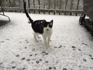 Snow cat
