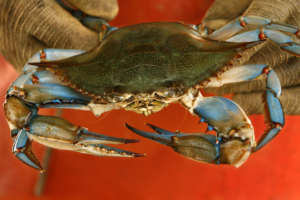 Blue Crabs