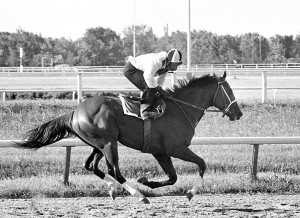 Davis Secretariat