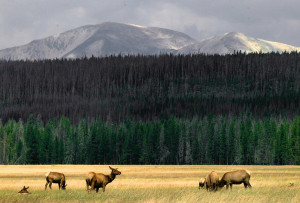Elk Threat