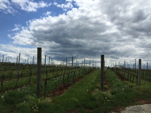 EarlyMountainVineyard