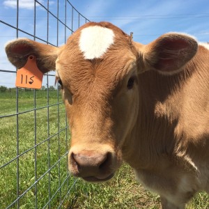 Ice Cream Trail Woodbourne Creamery cows