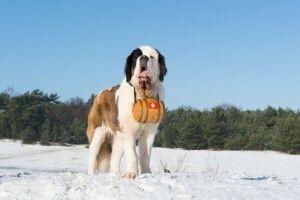 Saint Bernard 23044