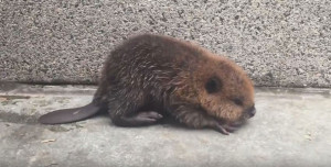 Beaver